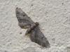 Eupithecia sp.